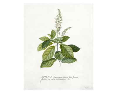 Lámina decorativa 50.8x40.8 cm D2