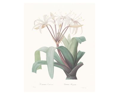 Imagen 1 del producto Lámina decorativa 50.8x40.8 cm D3