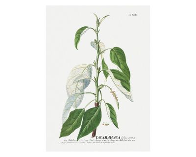 Lámina decorativa 70.8x50.8 cm D2