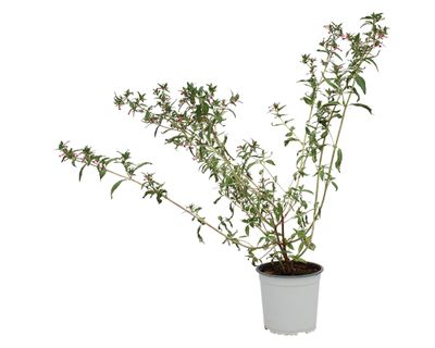 Planta natural Cuphea star fire VCH 17 60x50 cm