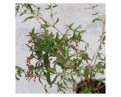 Imagen 2 del producto Planta natural Cuphea star fire VCH 17 60x50 cm