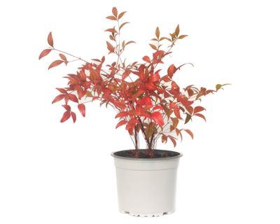 Planta natural Nandina domestica VCG 15 34x15 cm