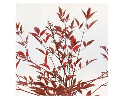Imagen 2 del producto Planta natural Nandina domestica VCG 15 34x15 cm