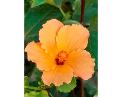 Imagen 2 del producto Planta natural Hibisco Amarillo simple 19 110x52 cm