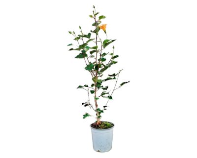 Planta natural Hibisco Amarillo simple 19 110x52 cm