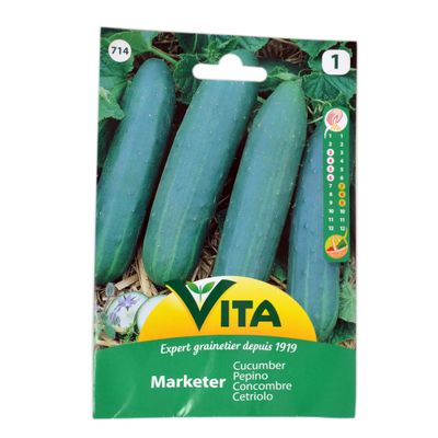 Semilla corriente desinfectada pepino medio largo mercado verde vita