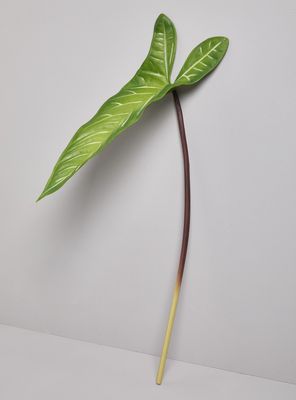 Imagen 2 del producto Hoja de Taro 68 cm