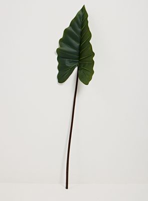 Imagen 1 del producto Hoja de Taro 114 cm