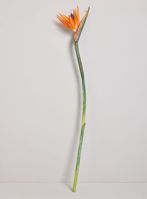 Flor Ave del Paraíso Naranja