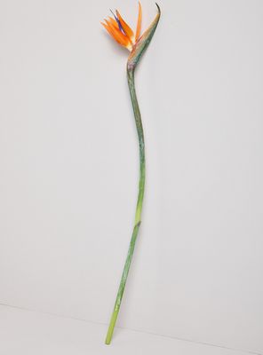 Imagen 2 del producto Flor Ave del Paraíso Naranja