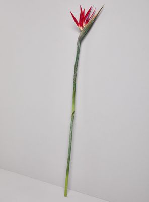 Imagen 2 del producto Flor Ave el Paraíso Roja