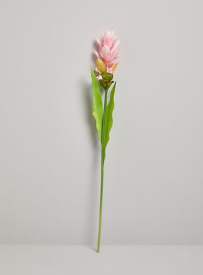 Flor de Cúrcuma Rosada