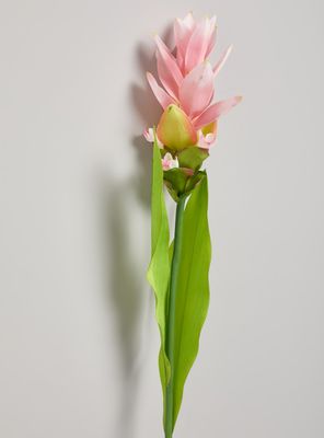 Imagen 2 del producto Flor de Cúrcuma Rosada