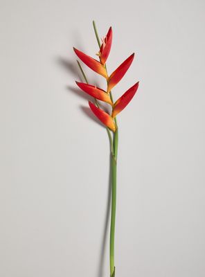 Imagen 2 del producto Flor de Heliconia Roja