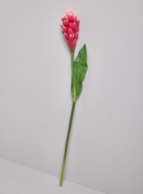 Imagen 2 del producto Flor de Ginger Roja