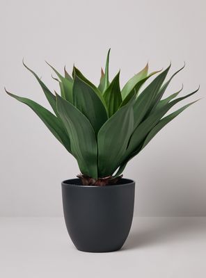 Planta Decorativa Agave 48 cm