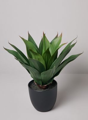 Imagen 2 del producto Planta Decorativa Agave 48 cm