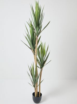 Imagen 2 del producto Planta Decorativa Yuca 180 cm