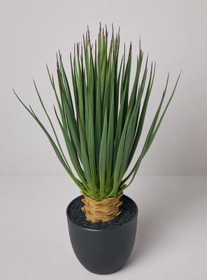 Imagen 2 del producto Planta Decorativa Dracena 63 cm