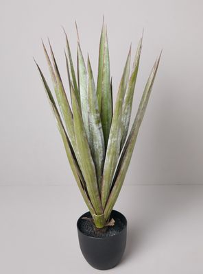Imagen 2 del producto Planta Decorativa Agave 78 cm