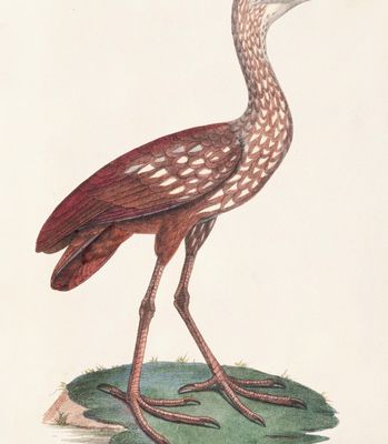 Imagen 2 del producto Cuadro Garza 40x55 cm