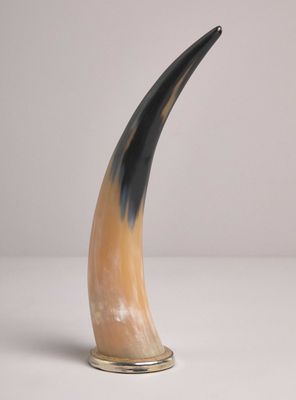 Cuerno Cacho de Búfalo 36 cm