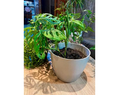 Imagen 2 del producto Macetero Biodegradable Bamboo gris 24x24x18 cm