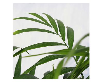 Imagen 2 del producto Planta natural Chamaedorea 56x30x17 cm