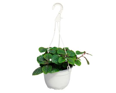 Planta natural Dólar negro VDA 19 15x30 cm