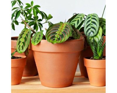 Imagen 2 del producto Maceta Kony 15 cm Terrarcilla