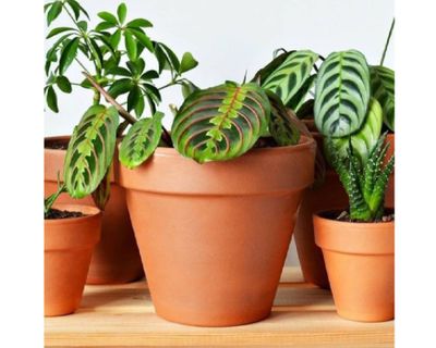 Imagen 2 del producto Maceta Kony 19 cm Terrarcilla