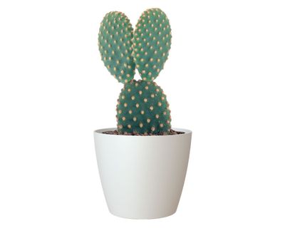 Imagen 2 del producto Maceta 30 cm San remo liso blanco