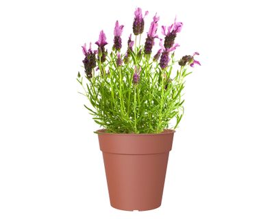 Imagen 2 del producto Maceta 27 cm Madagascar terracota