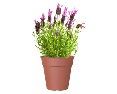 Imagen 2 del producto Maceta 35 cm Madagascar terracota