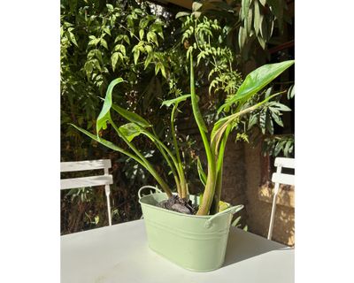 Imagen 2 del producto Macetero metálico verde menta 12x24x10 cm