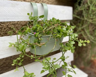 Imagen 2 del producto Macetero colgante Metálico verde 30x24 cm