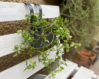 Imagen 2 del producto Macetero colgante Metálico negro 30x24 cm