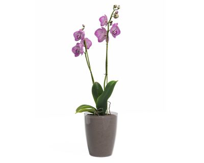 Imagen 2 del producto Maceta Orquídea clear