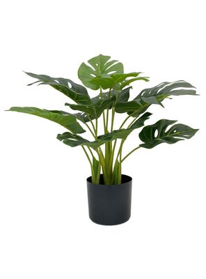 Planta Monstera 55 cm