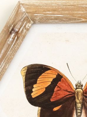 Imagen 2 del producto Cuadro Mariposa 26x30 cm Naranjo