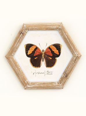 Cuadro Mariposa 26x30 cm Naranjo