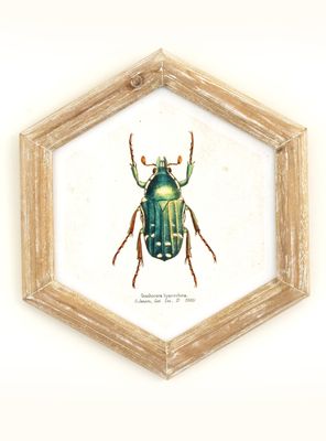 Cuadro Bicho 26x30 cm Verde