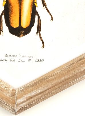 Imagen 2 del producto Cuadro Bicho 26x30 cm Naranjo