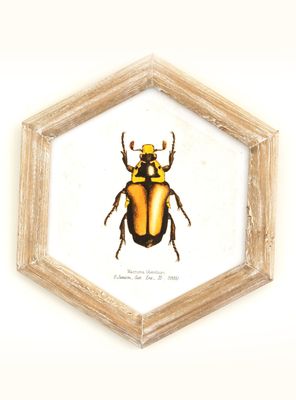 Cuadro Bicho 26x30 cm Naranjo