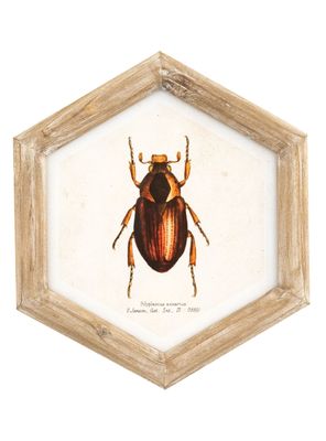 Cuadro Bicho 26x30 cm Café