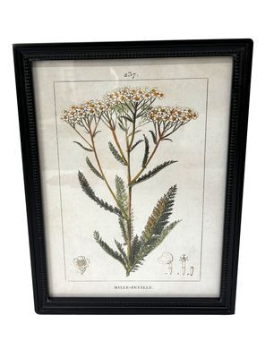 Cuadro Botánico 5 30x40 cm