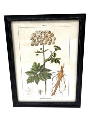 Cuadro Botánico 6 30x40 cm