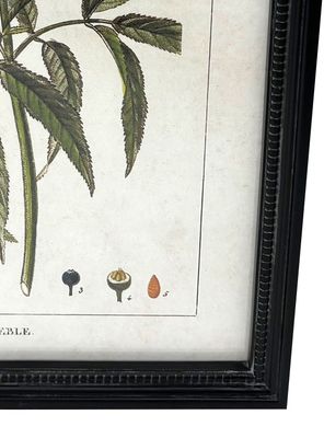 Imagen 2 del producto Cuadro Botánico 7 30x40 cm