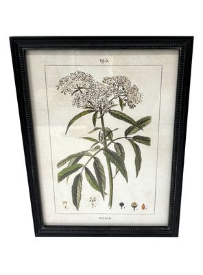 Cuadro Botánico 7 30x40 cm