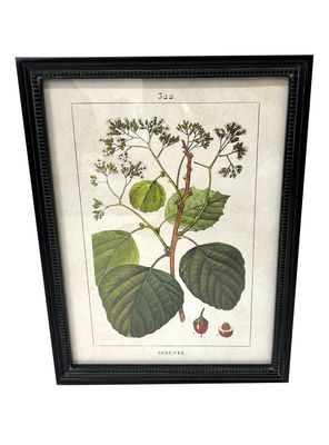 Cuadro Botánico 8 30x40 cm